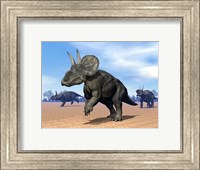 Framed Three Nedoceratops in the desert by daylight