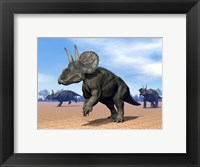 Framed Three Nedoceratops in the desert by daylight