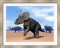 Framed Three Nedoceratops in the desert by daylight
