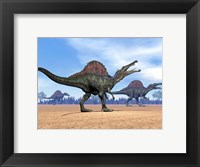 Framed Three Spinosaurus dinosaurs walking in the desert