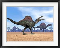 Framed Three Spinosaurus dinosaurs walking in the desert