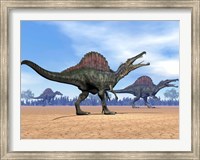 Framed Three Spinosaurus dinosaurs walking in the desert