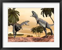 Framed Two Aucasaurus dinosaurs fighting in desert