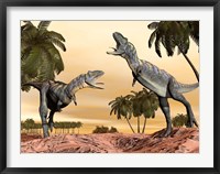 Framed Two Aucasaurus dinosaurs fighting in desert