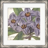 Framed Purple Floral