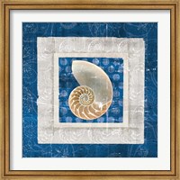 Framed Sea Shell II on Blue