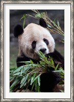 Framed Asia, China Chongqing. Giant Panda bear, Chongqing Zoo.