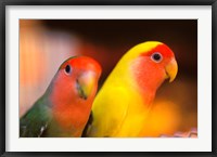 Framed Love Birds, Yuen Po Street Bird Market, Hong Kong, China