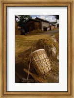 Framed Bai Minority Laying Wheat on the Road, Jianchuan County, Yunnan Province, China