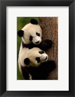 Framed Giant Panda Babies, Wolong China Conservation and Research Center for the Giant Panda, Sichuan Province, China