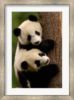 Framed Giant Panda Babies, Wolong China Conservation and Research Center for the Giant Panda, Sichuan Province, China