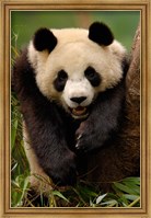 Framed Giant panda bear
