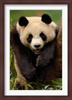 Framed Giant panda bear