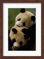 Framed Pair of Giant panda bears