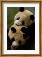 Framed Pair of Giant panda bears