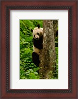 Framed Giant panda bear Climbing a Tree