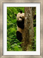 Framed Giant panda bear Climbing a Tree