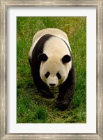 Framed Giant Panda Walking