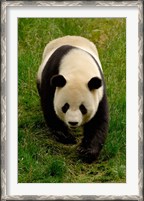 Framed Giant Panda Walking