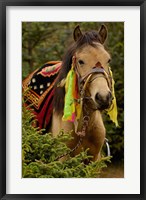 Framed Horse at the Horse Racing Festival, Zhongdian, Deqin Tibetan Autonomous Prefecture, Yunnan Province, China
