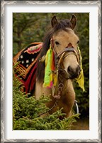 Framed Horse at the Horse Racing Festival, Zhongdian, Deqin Tibetan Autonomous Prefecture, Yunnan Province, China