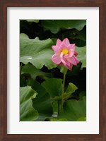 Framed Lotus Lilies, Yunnan Province, China