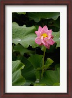 Framed Lotus Lilies, Yunnan Province, China