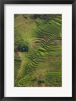 Framed Rice Terraces of the Ailao Mountains, China
