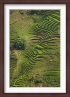 Framed Rice Terraces of the Ailao Mountains, China