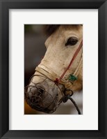 Framed Tibetan Horse, China
