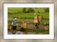 Framed Bai Minority Carrying Rice Plants in Baskets, Jianchuan County, Yunnan Province, China