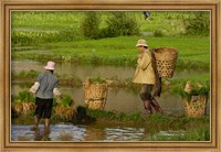Framed Bai Minority Carrying Rice Plants in Baskets, Jianchuan County, Yunnan Province, China
