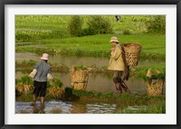 Framed Bai Minority Carrying Rice Plants in Baskets, Jianchuan County, Yunnan Province, China