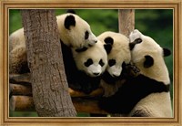 Framed Four Giant panda bears
