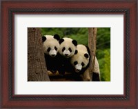 Framed Three Giant panda bears