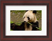 Framed Giant Panda Eating Bamboo