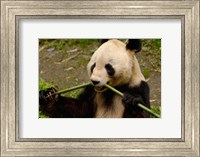 Framed Giant Panda Eating Bamboo