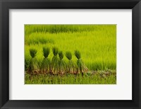 Framed Rice Field, China