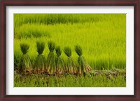 Framed Rice Field, China