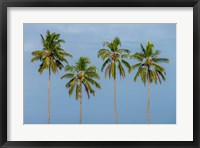 Framed Coconut trees in Backwaters, Kerala, India