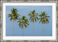 Framed Coconut trees in Backwaters, Kerala, India