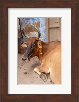 Framed Cow withFflowers, Varanasi, India
