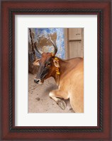 Framed Cow withFflowers, Varanasi, India