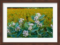 Framed Flower Field, Southern India