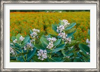 Framed Flower Field, Southern India