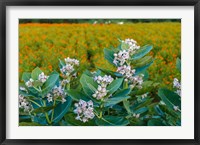 Framed Flower Field, Southern India