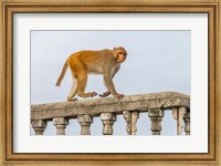Framed Monkey, Varanasi, India