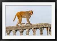 Framed Monkey, Varanasi, India