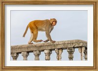 Framed Monkey, Varanasi, India