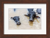 Framed Water Buffalo in Ganges River, Varanasi, India